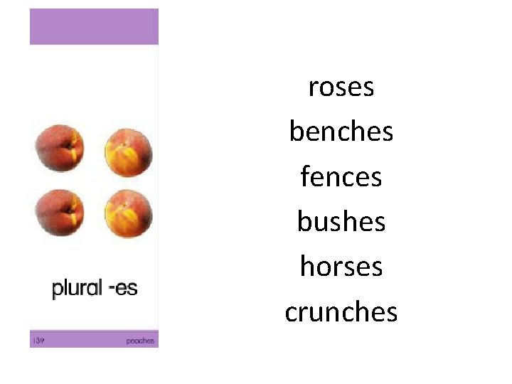 roses benches fences bushes horses crunches 