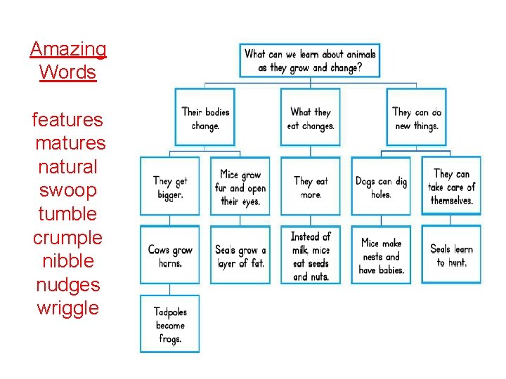 Amazing Words features matures natural swoop tumble crumple nibble nudges wriggle 