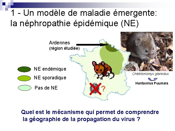 1 - Un modèle de maladie émergente: la néphropathie épidémique (NE) Ardennes (région étudiée)