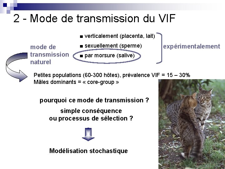 2 - Mode de transmission du VIF ■ verticalement (placenta, lait) mode de transmission