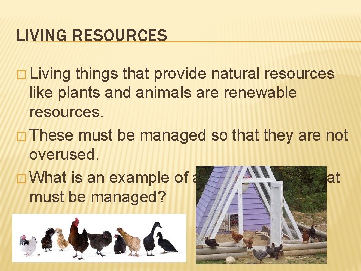 LIVING RESOURCES � Living things that provide natural resources like plants and animals are