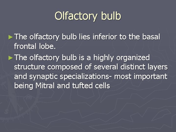 Olfactory bulb ► The olfactory bulb lies inferior to the basal frontal lobe. ►