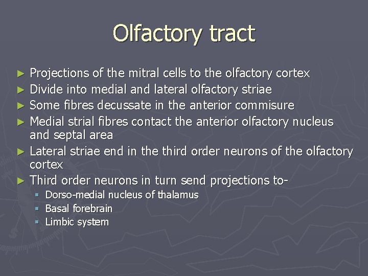 Olfactory tract Projections of the mitral cells to the olfactory cortex ► Divide into