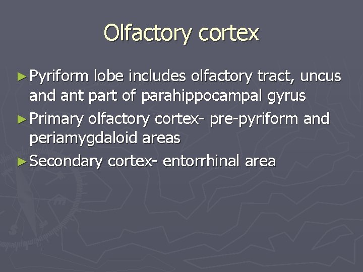 Olfactory cortex ► Pyriform lobe includes olfactory tract, uncus and ant part of parahippocampal