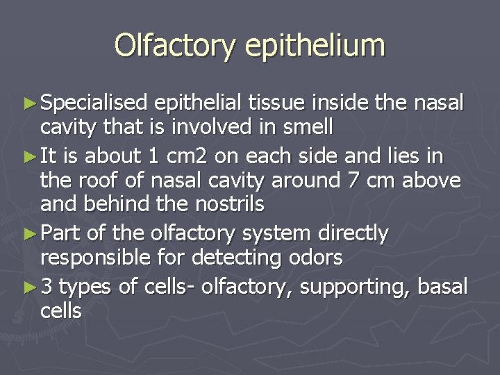 Olfactory epithelium ► Specialised epithelial tissue inside the nasal cavity that is involved in