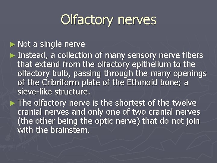 Olfactory nerves ► Not a single nerve ► Instead, a collection of many sensory