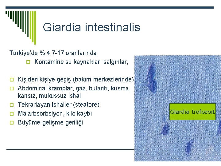 Giardia intestinalis Türkiye’de % 4. 7 -17 oranlarında o Kontamine su kaynakları salgınlar, o