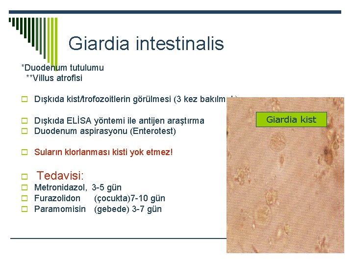 Giardia intestinalis *Duodenum tutulumu **Villus atrofisi o Dışkıda kist/trofozoitlerin görülmesi (3 kez bakılmalı) o