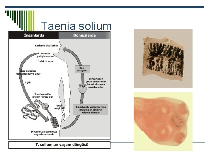 Taenia solium 