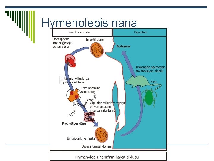 Hymenolepis nana 