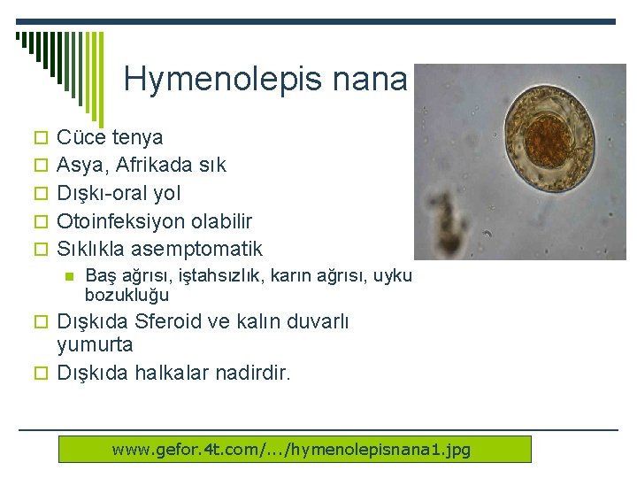 Hymenolepis nana o Cüce tenya o Asya, Afrikada sık o Dışkı-oral yol o Otoinfeksiyon