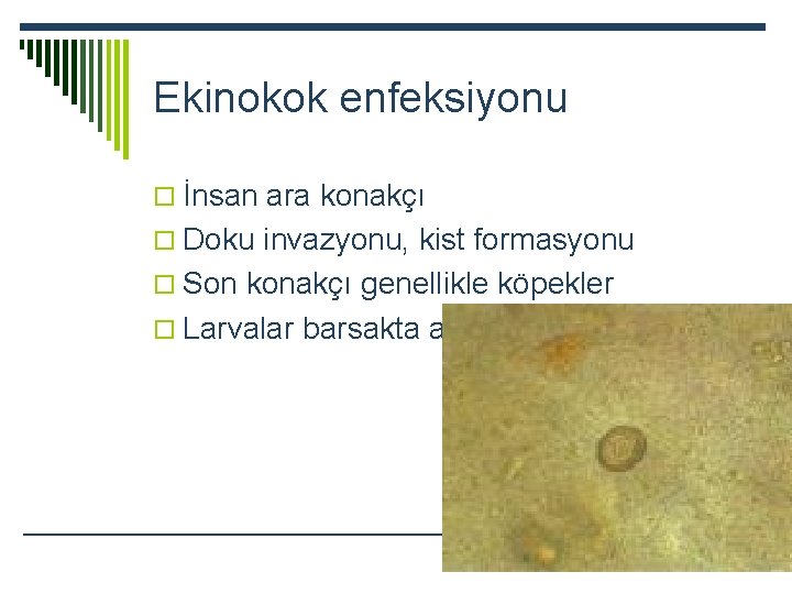 Ekinokok enfeksiyonu o İnsan ara konakçı o Doku invazyonu, kist formasyonu o Son konakçı