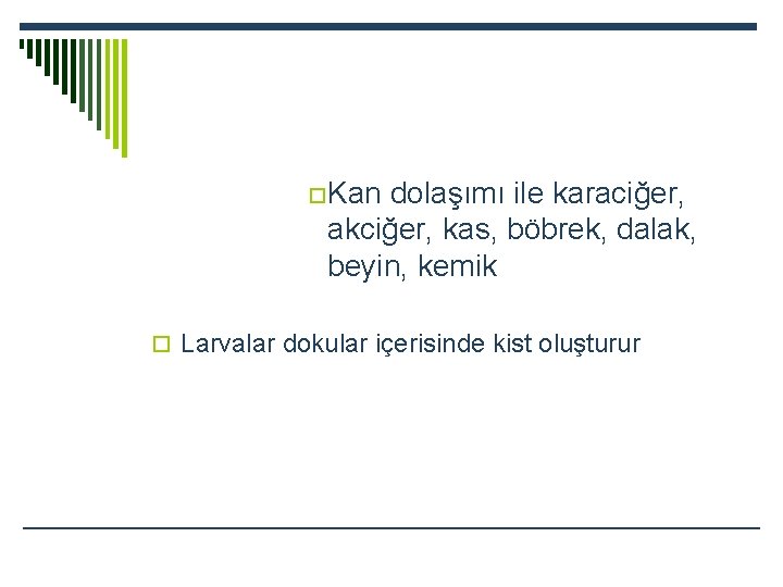 o. Kan dolaşımı ile karaciğer, akciğer, kas, böbrek, dalak, beyin, kemik o Larvalar dokular