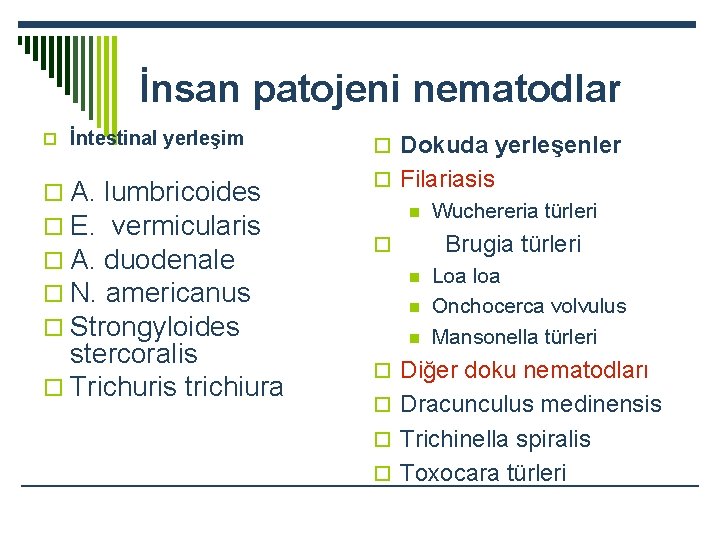 İnsan patojeni nematodlar o İntestinal yerleşim o A. lumbricoides o E. vermicularis o A.