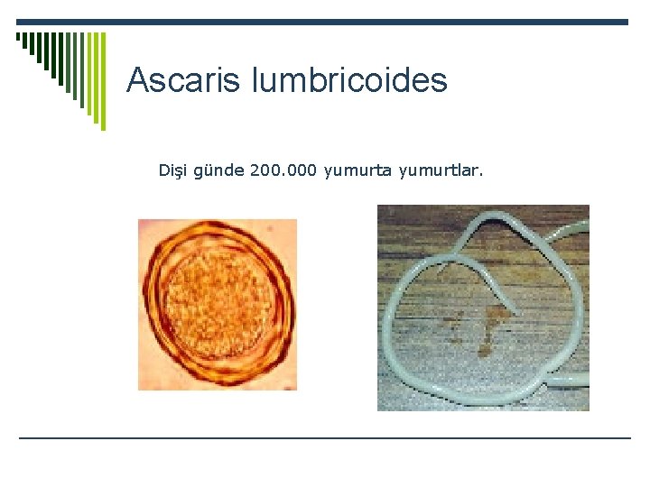 Ascaris lumbricoides Dişi günde 200. 000 yumurta yumurtlar. 
