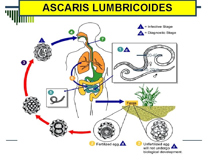 ASCARIS LUMBRICOIDES 20 -40 cm 15 -20 cm 