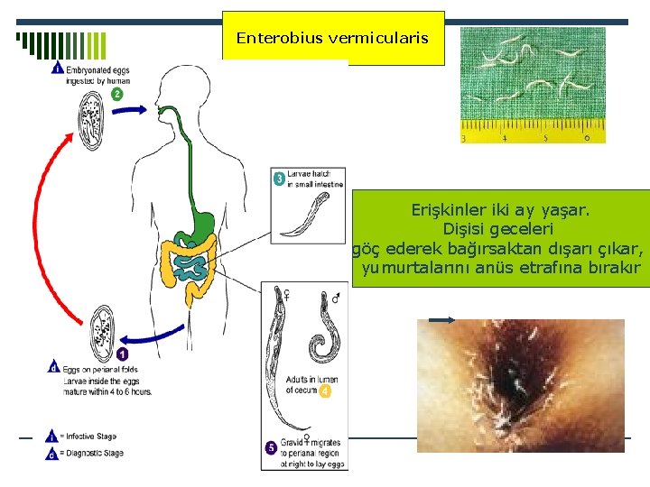 Enterobius vermicularis Erişkinler iki ay yaşar. Dişisi geceleri göç ederek bağırsaktan dışarı çıkar, yumurtalarını