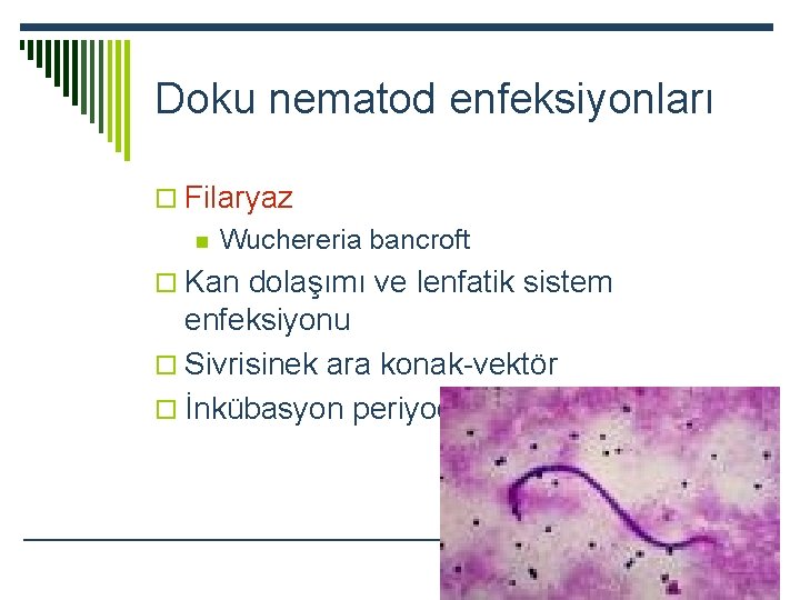 Doku nematod enfeksiyonları o Filaryaz n Wuchereria bancroft o Kan dolaşımı ve lenfatik sistem