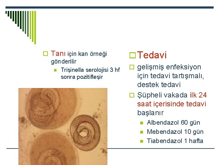 o Tanı için kan örneği gönderilir n Trişinella serolojisi 3 hf sonra pozitifleşir o