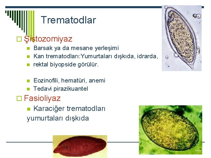 Trematodlar o Şistozomiyaz n n n Barsak ya da mesane yerleşimi Kan trematodları: Yumurtaları