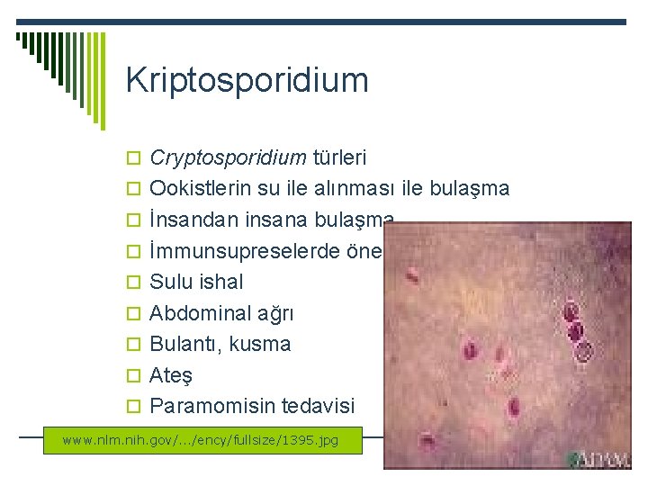 Kriptosporidium o Cryptosporidium türleri o Ookistlerin su ile alınması ile bulaşma o İnsandan insana