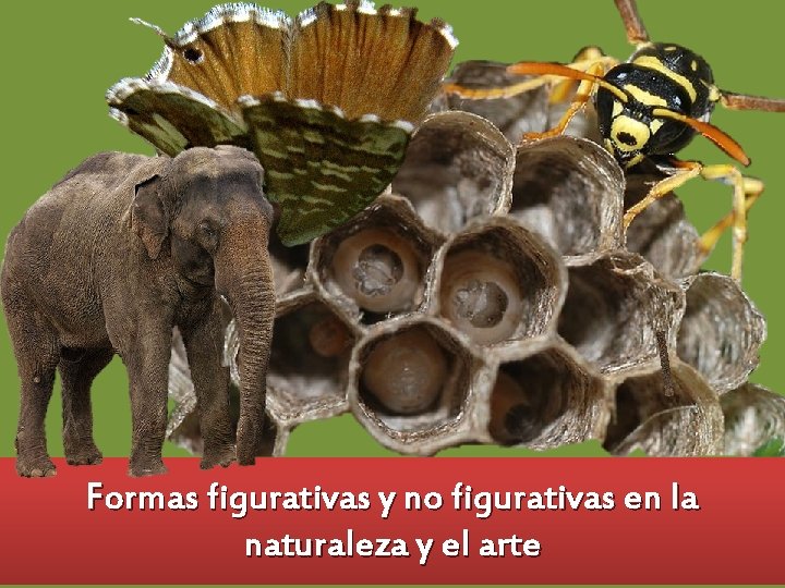 Formas figurativas y no figurativas en la naturaleza y el arte 