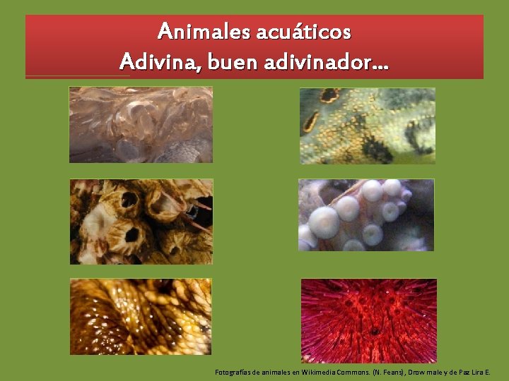 Animales acuáticos Adivina, buen adivinador… Fotografías de animales en Wikimedia Commons. (N. Feans), Drow