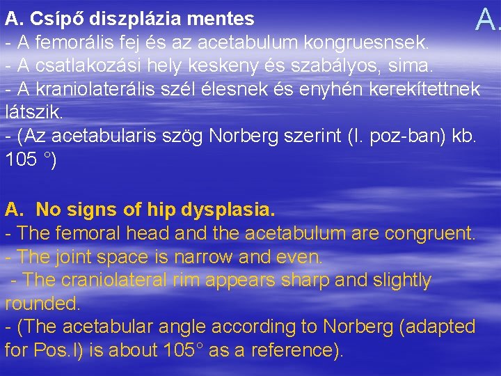 A. Csípő diszplázia mentes A. A femorális fej és az acetabulum kongruesnsek. A csatlakozási