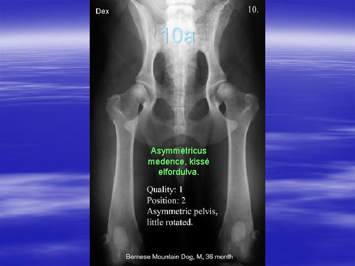 10 a Asymmetricus medence, kissé elfordulva. 