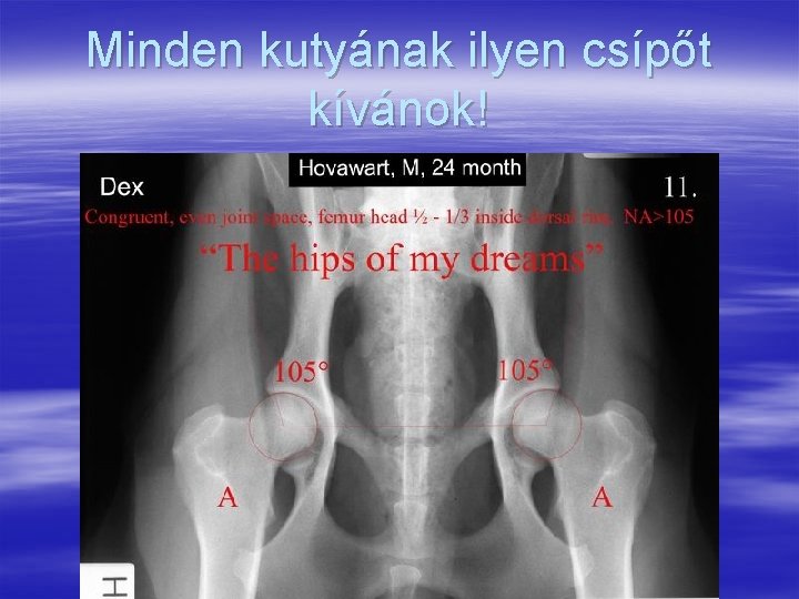 Minden kutyának ilyen csípőt kívánok! 