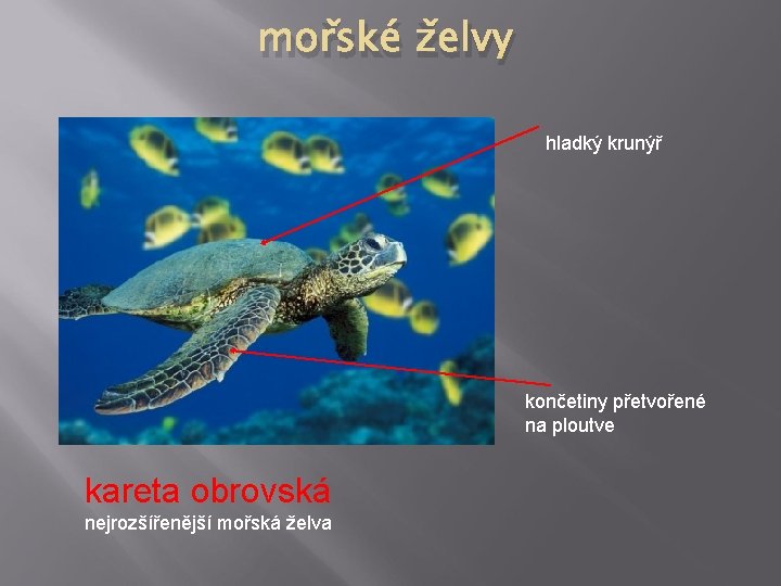 mořské želvy hladký krunýř končetiny přetvořené na ploutve kareta obrovská nejrozšířenější mořská želva 