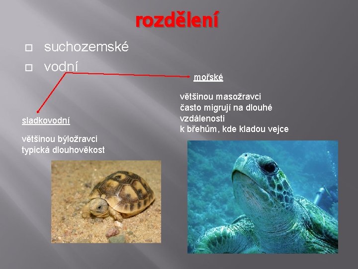 rozdělení suchozemské vodní sladkovodní většinou býložravci typická dlouhověkost mořské většinou masožravci často migrují na