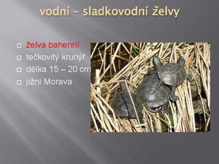 vodní – sladkovodní želvy želva bahenní tečkovitý krunýř délka 15 – 20 cm jižní