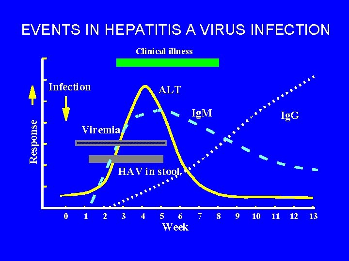 EVENTS IN HEPATITIS A VIRUS INFECTION Clinical illness Infection ALT Response Ig. M Ig.