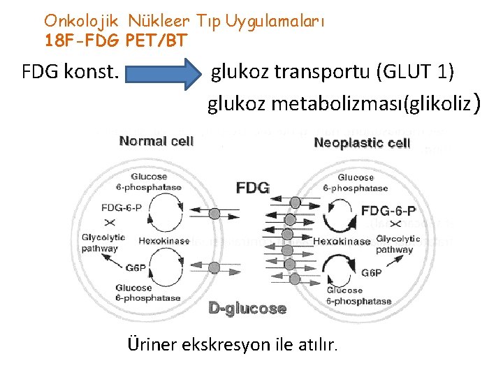 Onkolojik Nükleer Tıp Uygulamaları 18 F-FDG PET/BT FDG konst. glukoz transportu (GLUT 1) glukoz