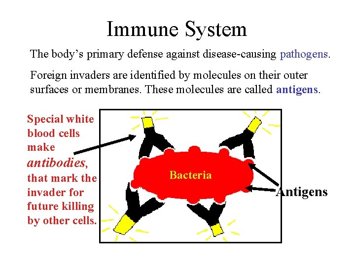 Immune System The body’s primary defense against disease-causing pathogens. Foreign invaders are identified by