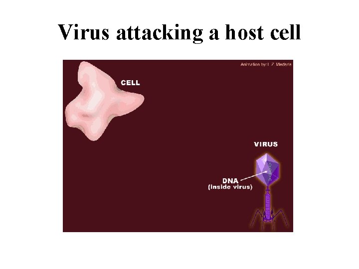 Virus attacking a host cell 