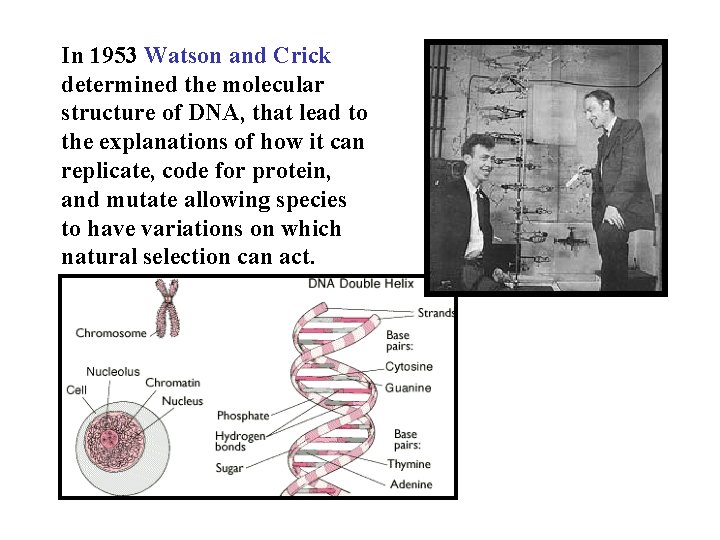 In 1953 Watson and Crick determined the molecular structure of DNA, that lead to