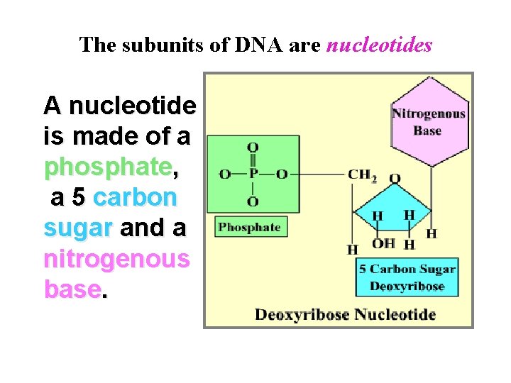 The subunits of DNA are nucleotides A nucleotide is made of a phosphate, a