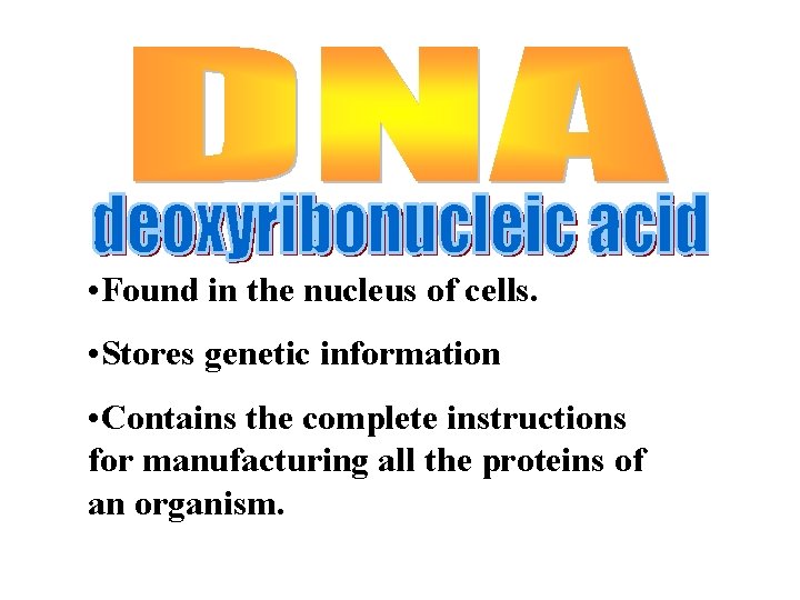  • Found in the nucleus of cells. • Stores genetic information • Contains