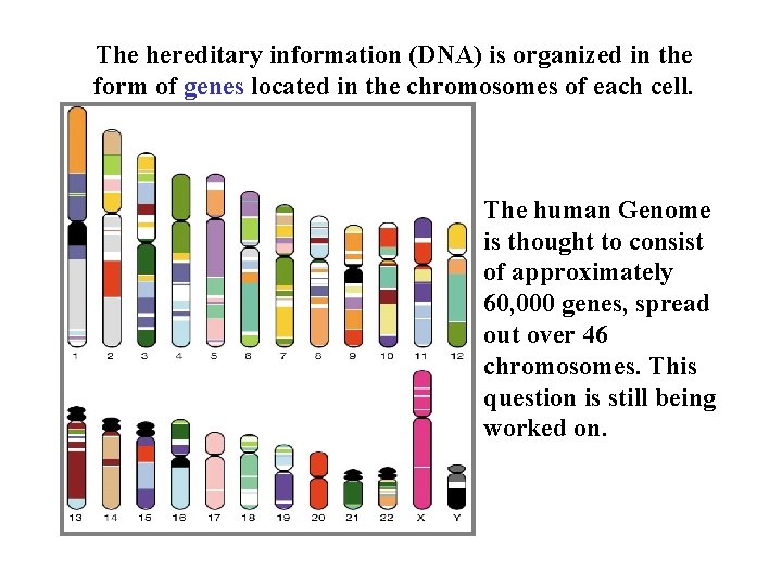 The hereditary information (DNA) is organized in the form of genes located in the