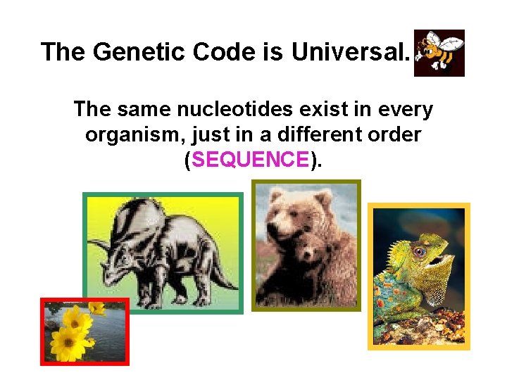 The Genetic Code is Universal. The same nucleotides exist in every organism, just in