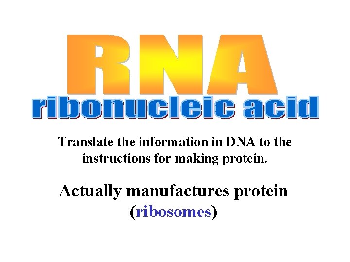 Translate the information in DNA to the instructions for making protein. Actually manufactures protein