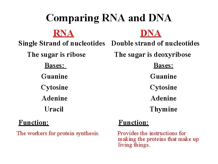 Comparing RNA and DNA RNA DNA Single Strand of nucleotides Double strand of nucleotides