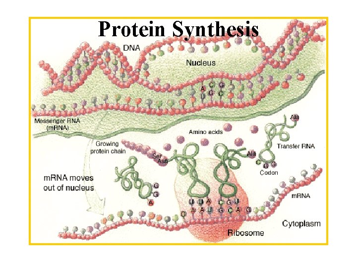 Protein Synthesis 