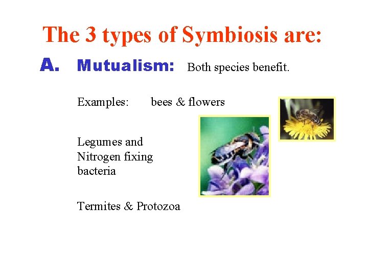 The 3 types of Symbiosis are: A. Mutualism: Examples: Both species benefit. bees &