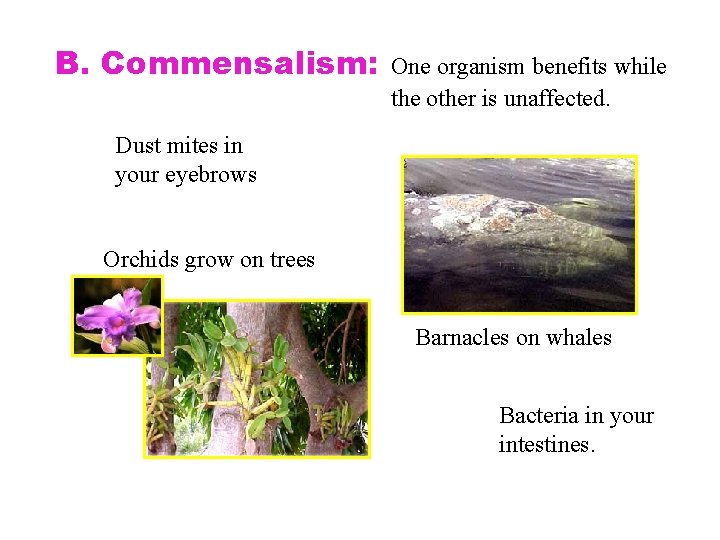 B. Commensalism: One organism benefits while the other is unaffected. Dust mites in your
