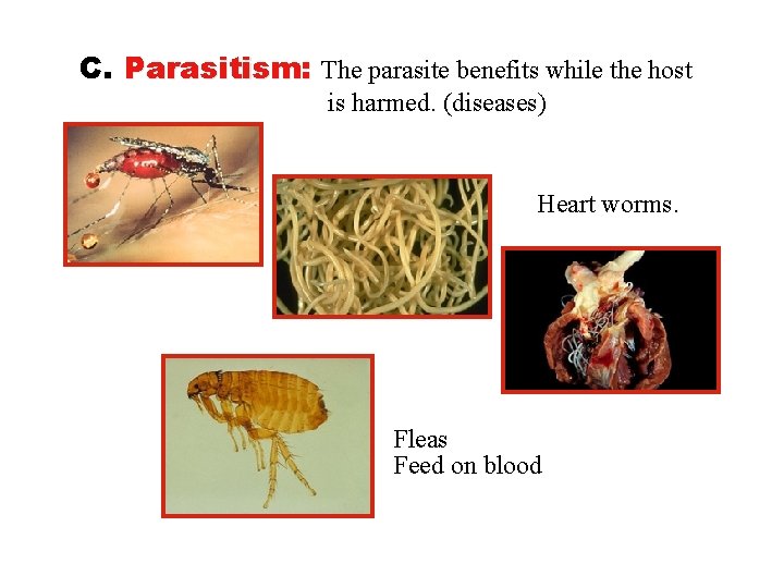 C. Parasitism: The parasite benefits while the host is harmed. (diseases) Heart worms. Fleas