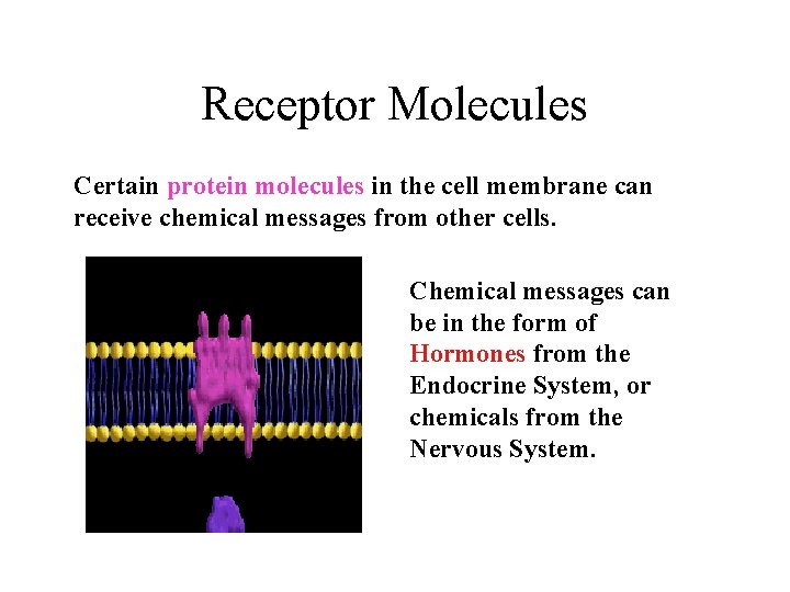 Receptor Molecules Certain protein molecules in the cell membrane can receive chemical messages from