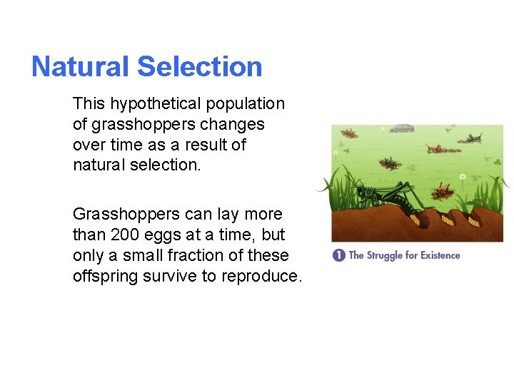 Natural Selection This hypothetical population of grasshoppers changes over time as a result of